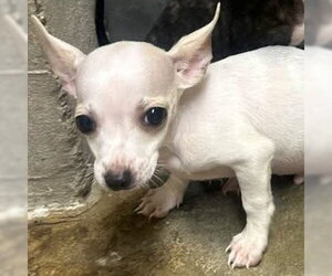 Chihuahua Dogs for adoption in San Martin, CA, USA