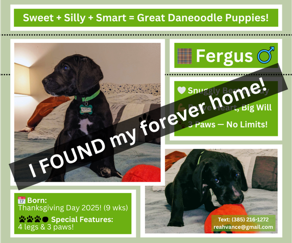 Medium Photo #4 Great Dane-Poodle (Standard) Mix Puppy For Sale in SALT LAKE CITY, UT, USA