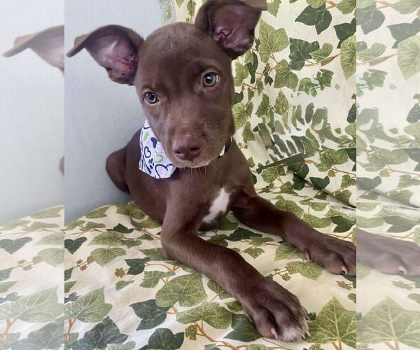 Medium Photo #2 Labrador Retriever-Unknown Mix Puppy For Sale in Jefferson, NJ, USA