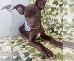 Small #1 Labrador Retriever Mix