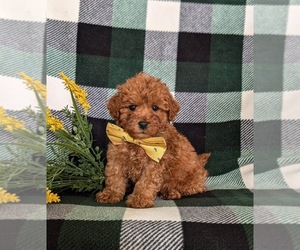 Maltipoo Puppy for sale in LINCOLN UNIV, PA, USA