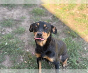 Doberman Pinscher Dogs for adoption in Tulsa, OK, USA