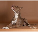 Small Photo #6 Mutt Puppy For Sale in Claremore, OK, USA