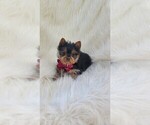 Small #1 Yorkshire Terrier