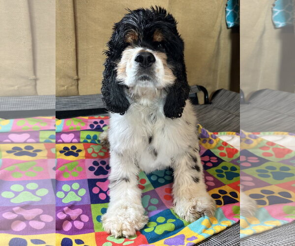 Medium Photo #9 Cocker Spaniel Puppy For Sale in Pacolet, SC, USA