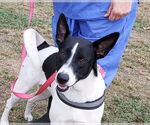 Small Canaan Dog-Pointer Mix