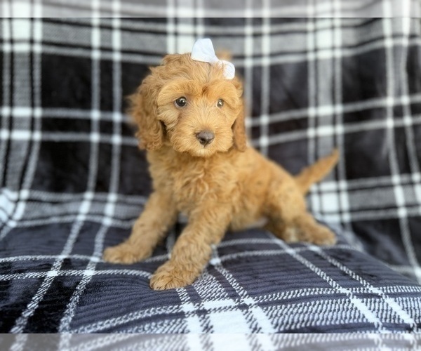 Medium Photo #7 Cock-A-Poo Puppy For Sale in LAKELAND, FL, USA