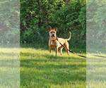 Small #9 American Pit Bull Terrier-German Shepherd Dog Mix