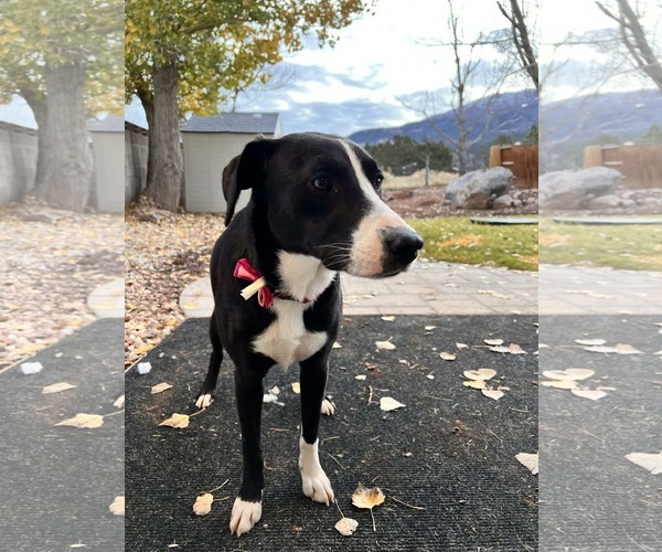 Medium Photo #1 Boxer-Unknown Mix Puppy For Sale in MIDWAY, UT, USA