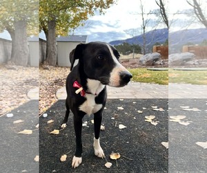 Boxer-Unknown Mix Dogs for adoption in MIDWAY, UT, USA