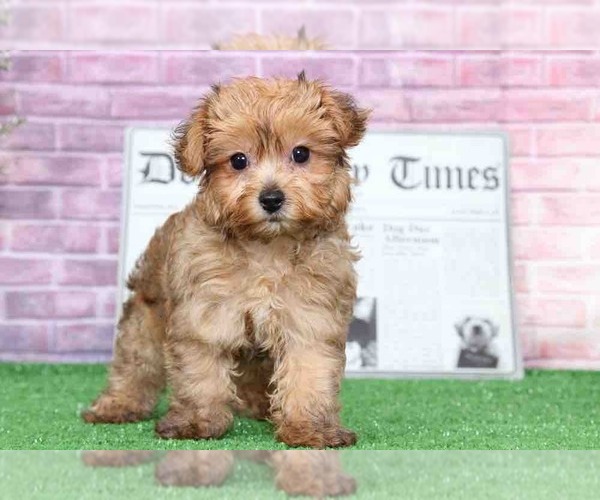 Medium Photo #1 YorkiePoo Puppy For Sale in BEL AIR, MD, USA