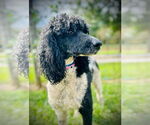 Small #2 Poodle (Standard)