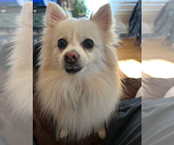 Medium Photo #4 Pomeranian-Unknown Mix Puppy For Sale in Salt Lake City, UT, USA