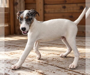Uncle Henry Oz ~ meet me! - Male Australian Shepherd-Unknown Mix Dog for Adoption - Photo #3