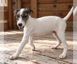 Small Photo #3 Australian Shepherd-Unknown Mix Puppy For Sale in Southbury, CT, USA