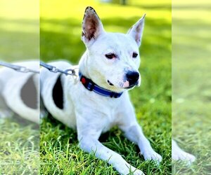 American Staffordshire Terrier-Unknown Mix Dogs for adoption in W Hollywood, CA, USA