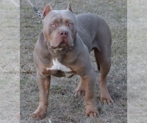 Father of the American Bully puppies born on 12/03/2023