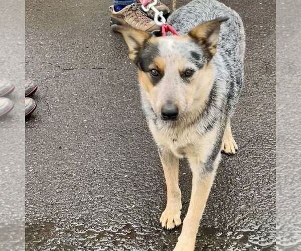 Medium Photo #5 Mutt Puppy For Sale in Canton, CT, USA