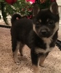 Small Photo #9 Alaskan Klee Kai Puppy For Sale in WINCHESTER, OH, USA