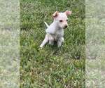 Small Photo #2 Chihuahua-Unknown Mix Puppy For Sale in New York, NY, USA