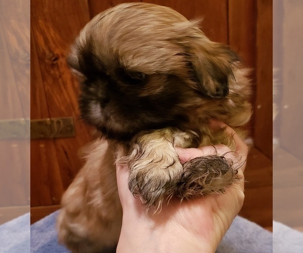 Medium Photo #3 Shih Tzu Puppy For Sale in KIRKSVILLE, MO, USA