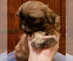Small Photo #3 Shih Tzu Puppy For Sale in KIRKSVILLE, MO, USA