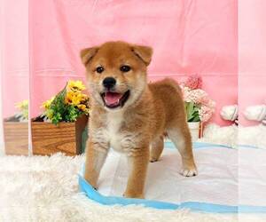 Shiba Inu Puppy for Sale in SAN JOSE, California USA