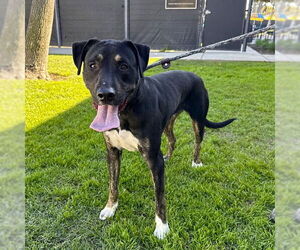 Labrador Retriever-Unknown Mix Dogs for adoption in Long Beach, CA, USA