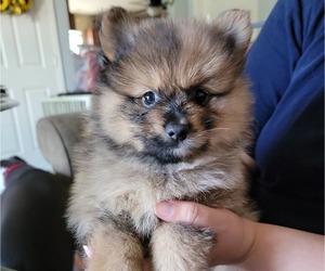 Pomeranian Puppy for Sale in GRANITE CITY, Illinois USA