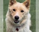Small #15 Siberian Husky Mix