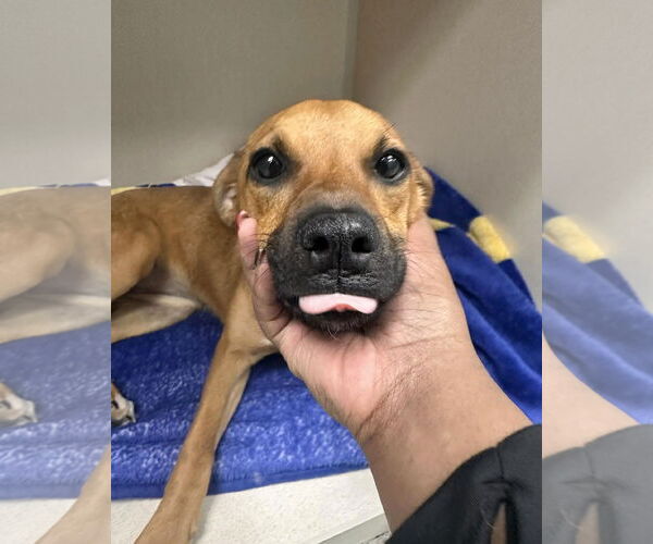 Medium Photo #8 Mountain Cur-Unknown Mix Puppy For Sale in Mount Laurel, NJ, USA