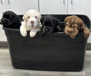 Cocker-Pei Litter for sale in WALLAND, TN, USA