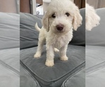 Small Photo #33 Goldendoodle Puppy For Sale in BATON ROUGE, LA, USA
