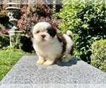 Puppy 3 Shih Tzu