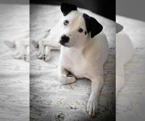Caliente - Female Mutt Dog for Adoption - Photo #4