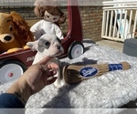 Small Photo #7 French Bulldog Puppy For Sale in VICTORVILLE, CA, USA