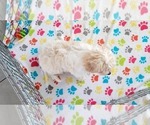 Small Photo #3 Cavachon Puppy For Sale in ORO VALLEY, AZ, USA