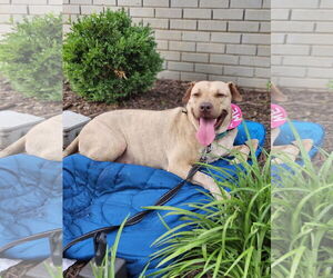 Chinese Shar-Pei-Labrador Retriever Mix Dogs for adoption in Atlanta, GA, USA