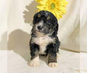 Bernedoodle-Poodle (Miniature) Mix Puppy for sale in FT PLAIN, NY, USA