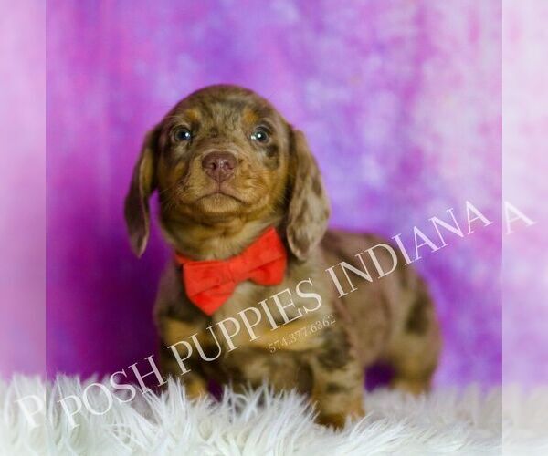 Medium Photo #4 Dachshund Puppy For Sale in WARSAW, IN, USA