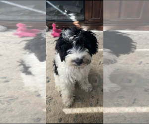 Poodle (Miniature)-Schnauzer (Standard) Mix Puppy for sale in TOLEDO, OH, USA