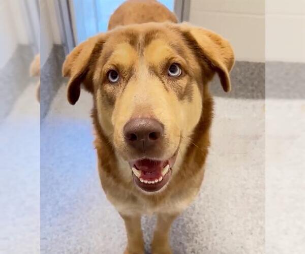 Medium Photo #2 Goberian Puppy For Sale in Houston, TX, USA