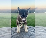 Small Photo #6 Siberian Husky Puppy For Sale in DEARBORN, MO, USA