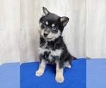 Small Photo #16 Pomsky Puppy For Sale in BELLEVUE, IA, USA