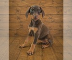 Small #2 Doberman Pinscher