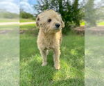 Small #6 Poodle (Miniature) Mix
