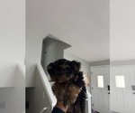 Small #2 Yorkshire Terrier