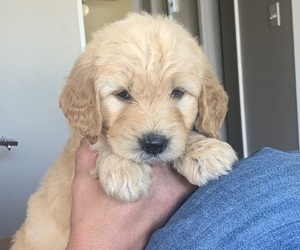 Goldendoodle Puppy for sale in FREDONIA, KY, USA