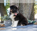Small #2 Australian Shepherd