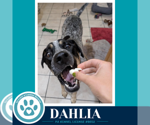 Dahlia 091226 - Female Mutt Dog for Adoption - Photo #2